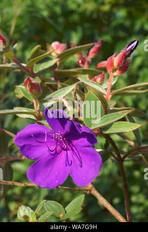 Bush (Tibouchina urvilleana Herrlichkeit). Wie Lasiandra, Prinzessin Blume, Pleroma und Lila Herrlichkeit Baum auch bekannt. Stockfoto