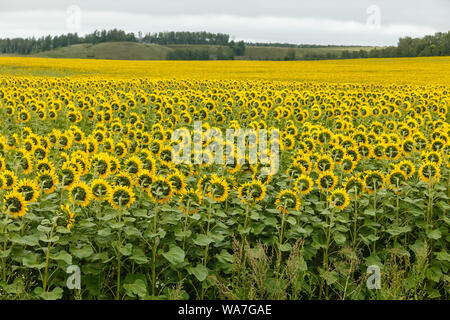 Sonnenblumenfeld mit bewölktem Himmel, Sonnenblumen in die andere Richtung gedreht werden Stockfoto