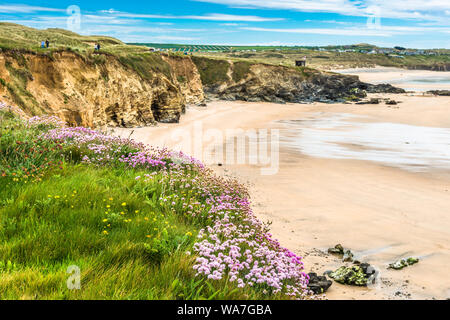 Godrevy Kopf an der St. Ives Bay, Cornwall, England, Vereinigtes Königreich, Europa. Stockfoto