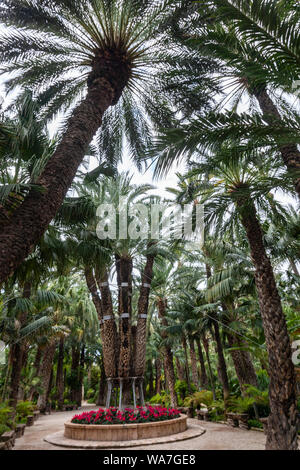 Die 'Imperial Palm' (Palmera Imperial), Huerto del Cura, Hort del Cura., Palmeral Elche, Elche, Alicante, Spanien Stockfoto