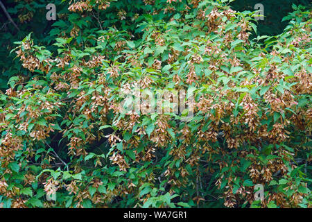 Amur Ahorn (Acer ginnala). Ein weiterer wissenschaftlicher Name Acer tataricum ginnala. Stockfoto