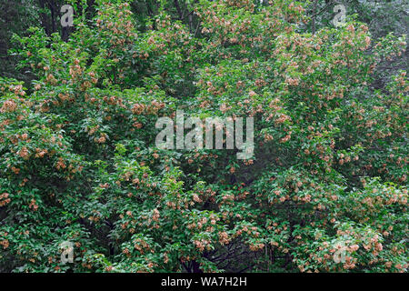 Amur Ahorn (Acer ginnala). Ein weiterer wissenschaftlicher Name Acer tataricum ginnala. Stockfoto