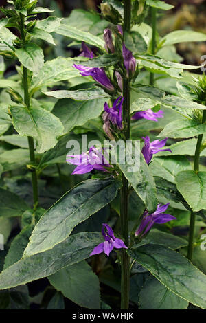 Blau kardinal Blume (Lobelia siphilitica). Auch als große blaue Lobelia und Große lobelia. Stockfoto