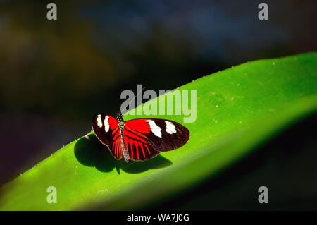 Ein schöner Schmetterling in einem hübschen Garten genießt ein Sonnenstrahl wie es ruht auf einem grünen Blatt Stockfoto