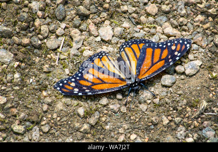 Eine schöne Monarch-schmetterling ruht auf dem Weg in einen kleinen Garten Stockfoto
