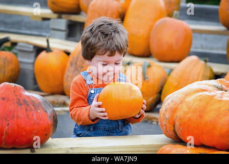 Ein süßes kleines Kind in Latzhosen wählt einen perfekten Kürbis an einem Bauernhof seine Halloween jack o lantern zu sein Stockfoto