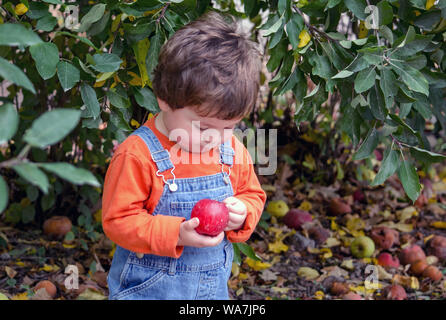 Ein niedliches Kleinkind in Overalls untersucht einen saftigen Apfel er gerade aus einem Baum in einem Fall Orchard abgeholt Stockfoto