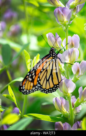 Eine zarte monarch butterfly ruht auf einer bunten Blume in einem hübschen Garten Stockfoto