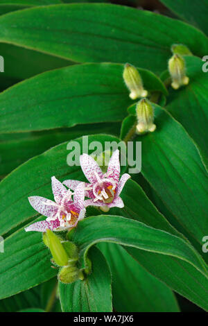 Toad Lily (Tricyrtis hirta). Auch als Haarige toad Lily bekannt. Eine andere wissenschaftliche Name ist tricyrtis Japonica. Stockfoto