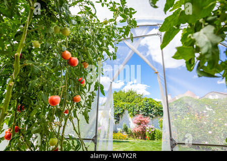 Ansicht von innen eigenes kleines Gewächshaus mit Tomaten im Garten Stockfoto