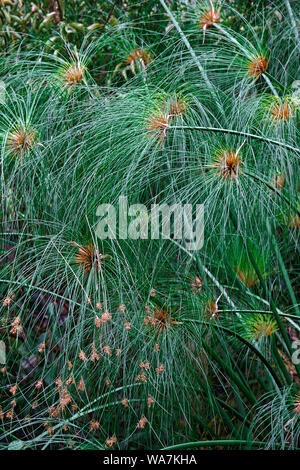 Papyrus (Cyperus papyrus). Segge genannt Papyrus, Papier Reed, Indische matten Anlage und Nil Gras auch. Stockfoto