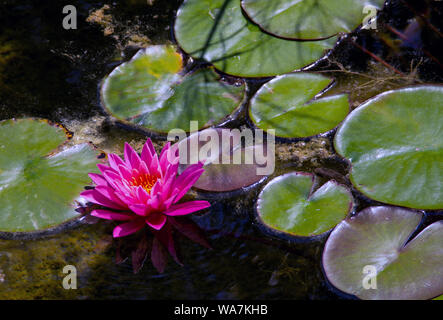 Eine Lilie schwebt unter grünen Lily Pads auf einen kleinen See. Stockfoto