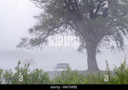 Eine kleine Sitzbank sitzt unterhalb einer majestätischen Weeping Willow Tree, alles in Nebel gehüllt Stockfoto