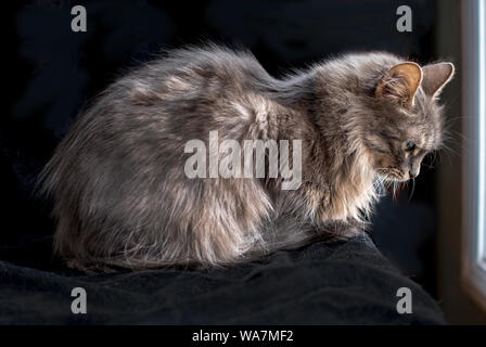 Eine kleine graue gestreifte Katze schläft in warmen Fenster Licht Stockfoto
