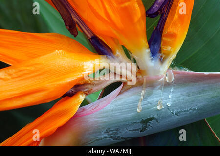 Kran Blume (Strelitzia reginae). Wie Bird of paradise auch bekannt. Stockfoto