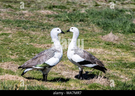 Zwei Erwachsene, männliche Hochland Gänse, Gesicht auf Sea Lion Island, Falkland Inseln, Süd Atlantik zu Gesicht Stockfoto