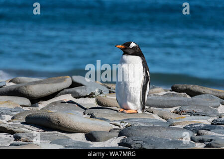 Einsame Gentoo Pinguin, Pygoscelis papua, stehend auf der felsigen Küste von Sea Lion Island, Falkland Inseln, Süd Atlantik Stockfoto