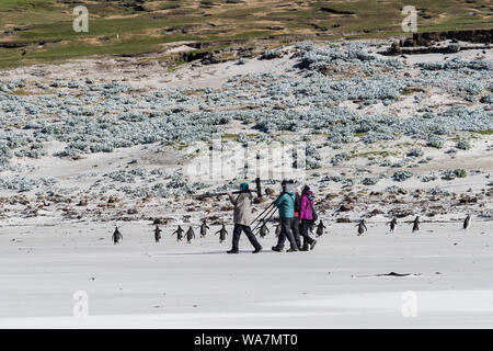 Fotografen, Touristen, mit Kameras und Stativen zu Fuß am Strand mit Gentoo Penguins, Hals, Saunders Island, auf den Falklandinseln Stockfoto