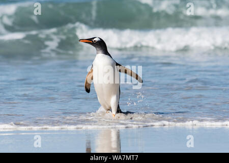 Wild, nach Gentoo Pinguin, Pygoscellis Papua, die sich aus dem Surfen am Hals, Saunders Island, Falkland Inseln, Süd Atlantik Stockfoto