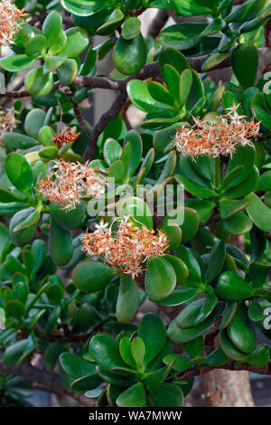 Jade Anlage (crassula ovata). Heißt Freundschaft, Glück und Geld Baum auch Stockfoto