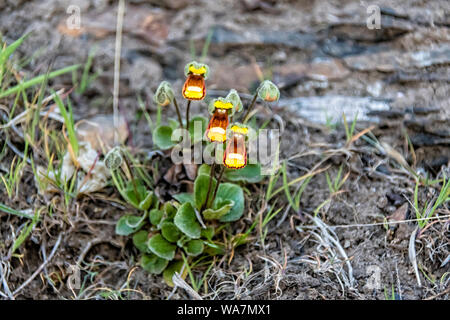 Frauenschuhe Blume, Calceolaria fothergillii, Saunders Island, Falkland Inseln, Süd Atlantik Stockfoto