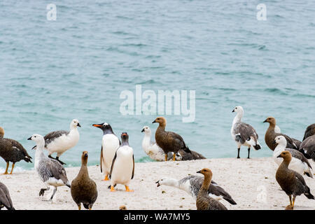 Zwei Gentoo Penguins, Pygoscelis papua, an Land kommen, inmitten einer Schar der Bräunlich-headed Gänse, Chloephaga rubidiceps, Korpus Insel, in Falklandinseln Stockfoto