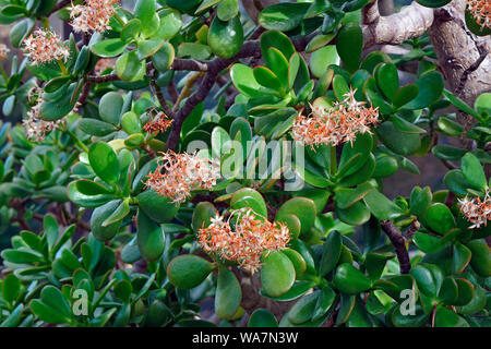 Jade Anlage (crassula ovata). Heißt Freundschaft, Glück und Geld Baum auch Stockfoto