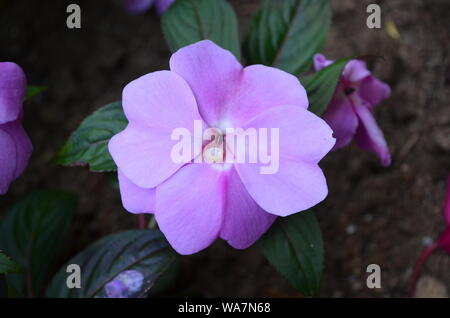 Sommer in Nova Scotia: Nahaufnahme von Lavendel Impatiens Blume in voller Blüte Stockfoto