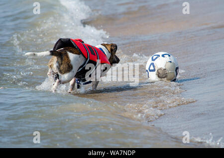 Aktiver Hund in einer Warnweste, jagt nach einem Fußball am Strand Stockfoto