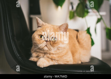 Ingwer Exotic Shorthair Katze auf schwarzen Stuhl. Detailansicht. Lustig flauschige Katze Stockfoto