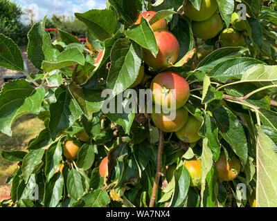 Äpfel wachsen auf dem Baum Stockfoto