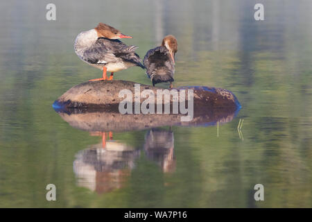 Weibliche gemeinsame merganser und Baby Stockfoto