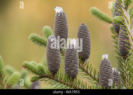 Abies balsamea oder Balsam fir Detail Stockfoto