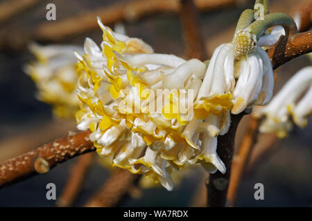 Paperbush Edgeworthia chrysantha (Anlage). Auch als Orientalische paperbush und Mitsumata bekannt. Stockfoto