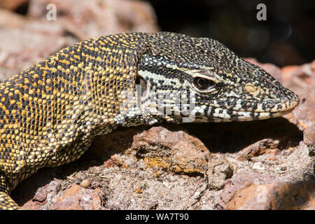 In der Nähe des Nil Waran Varanus niloticus in der Sonne in Gambia, Westafrika Stockfoto