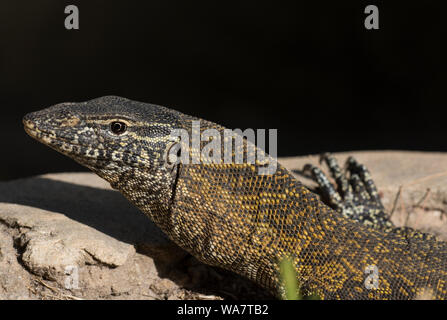 In der Nähe des Nil Waran Varanus niloticus in der Sonne in Gambia, Westafrika Stockfoto