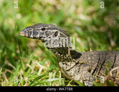 In der Nähe des Nil Waran Varanus niloticus in der Sonne in Gambia, Westafrika Stockfoto