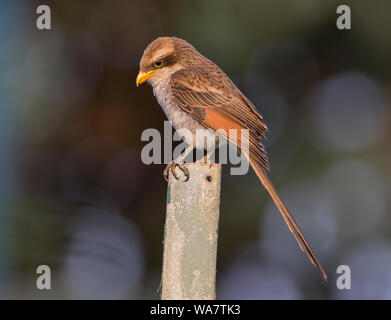 Yellow-Billed Shrike Corvinella corvina in Gambia Afrika saß auf einem Pfosten Stockfoto