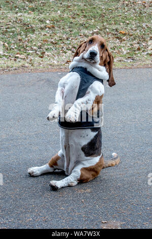 Basset Hound wirft mit seinen Pfoten, eine schwierige für diese kurze Pose dreibeiniger Hund Stockfoto