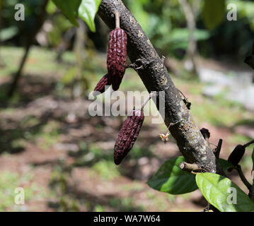 Kakao Pads unreifen Unreife Stockfoto