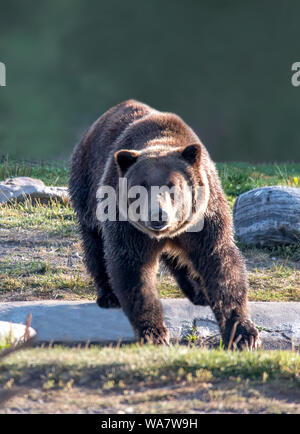 Grizzly Bear, die Interesse an lecker aussehende Touristen in West Yellowstone Montana USA Stockfoto