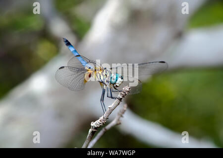 Ein männlicher Blue Dasher Dragonfly, Pachydiplax longipennis, auf einem Zweig sitzend. Stockfoto