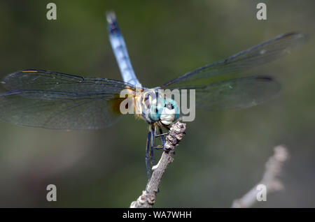 Ein männlicher Blue Dasher Dragonfly, Pachydiplax longipennis, auf einem Zweig in der Obelisk Körperhaltung gehockt. Stockfoto