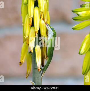 Eine grüne Eidechse, Anole Anolis carolinensis, leckt die Spitze einer Blume auf einer Aloe Vera Pflanze. Stockfoto