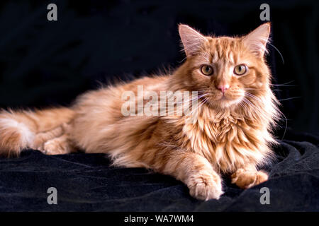 Schöne orange tabby Katze auf einem schwarzen Hintergrund posiert Stockfoto