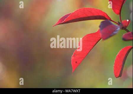 Rote Blätter im Herbst. Selektiver Fokus und flache Tiefenschärfe. Stockfoto