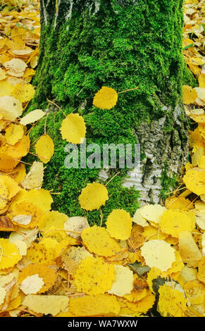 Aspen (Populus tremula) Blätter und bemoosten Baumstamm. Stockfoto