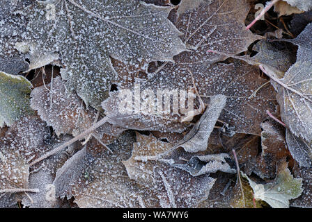 Raureif auf gefallene Blätter im Herbst Stockfoto