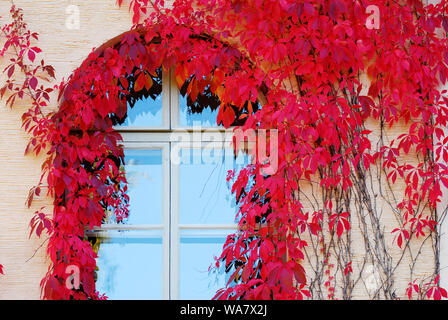 Virginia Creeper im Herbst Farben klettern auf Gebäude Mauer um Fenster Stockfoto