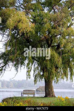 Parkbank und Willow im Nebel Stockfoto